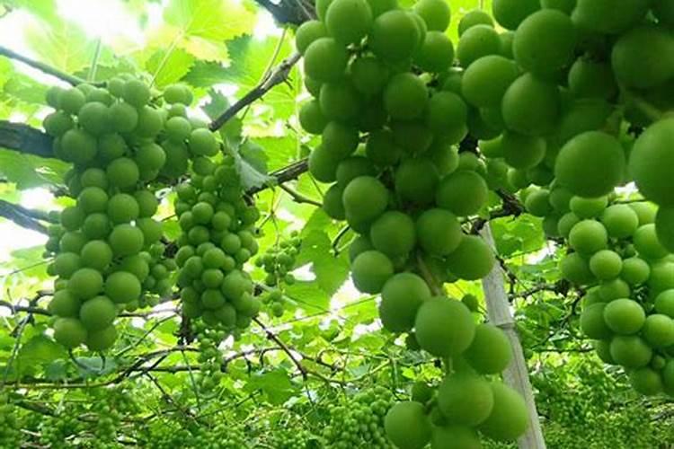 黄桃果期有多久 果期养护与管理方法