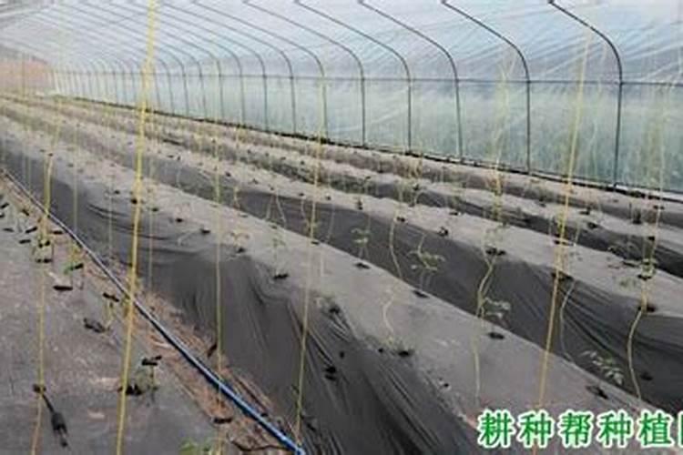 葡萄转色期用什么肥料好 可以使用硝酸钾吗