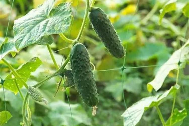月季花施什么肥料好