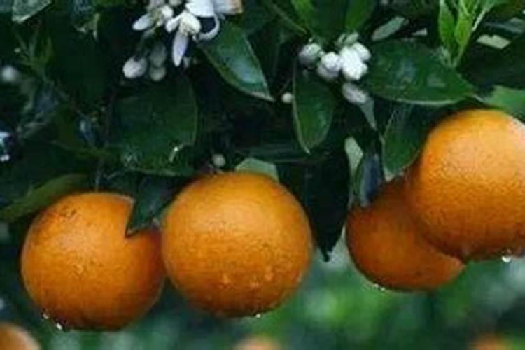 绿色食品柑橘园的施肥方法与施肥方式有哪些？