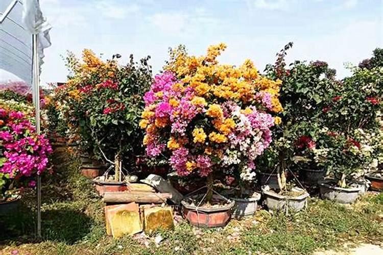 万寿菊需要施什么肥