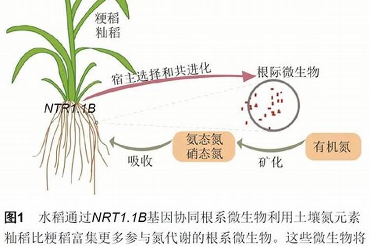 打叶面肥的最佳时间及温度