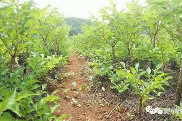园林肥料有哪些