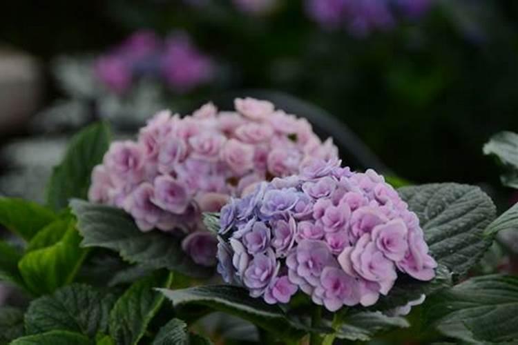 越山白雪冬花菜栽培要点