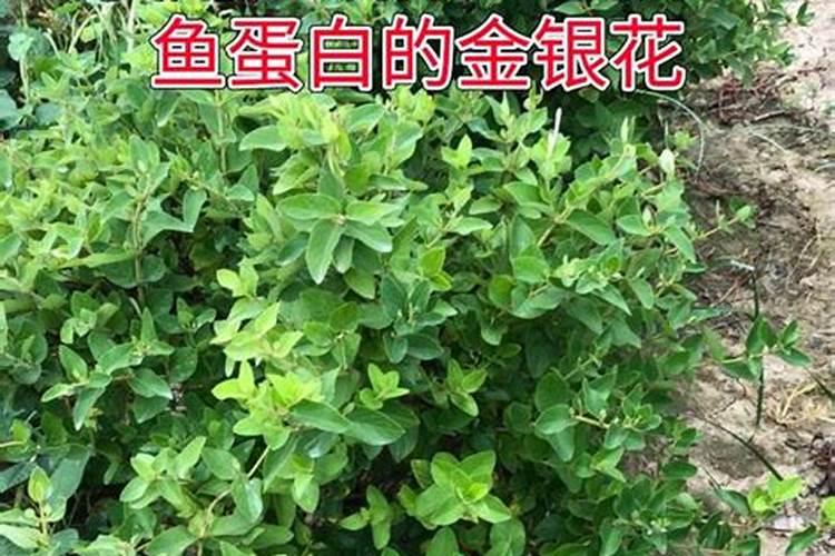 磷酸二氢钾在蔬菜上怎么用