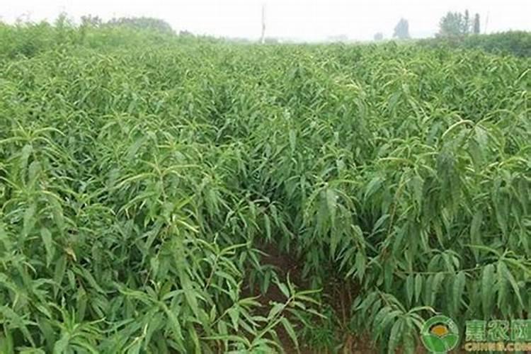 桃树浇什么肥料能增产增甜？种植桃树防病增产施肥管理如何做