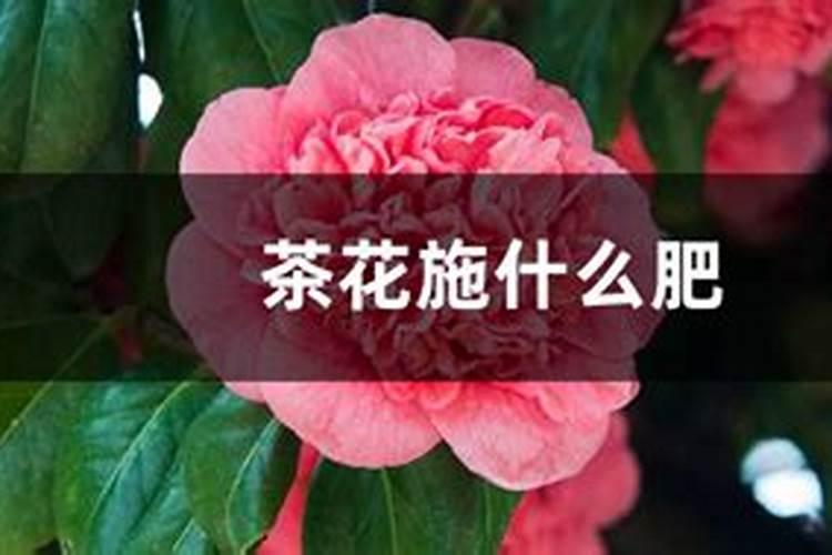 花生幼苗可以喷叶面肥吗 使用什么肥料好
