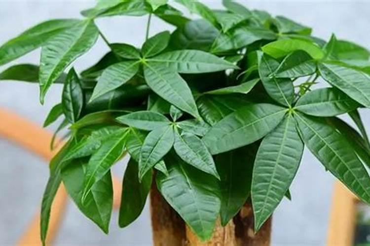 白糖腌草莓能存放多久