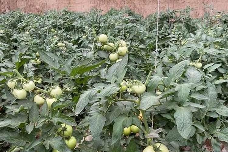 西红柿追肥用什么肥料
