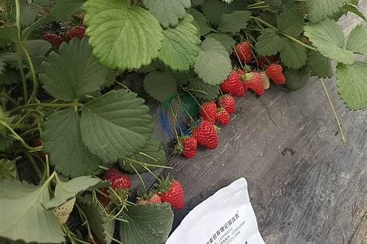 草莓在开花的时候施什么肥料