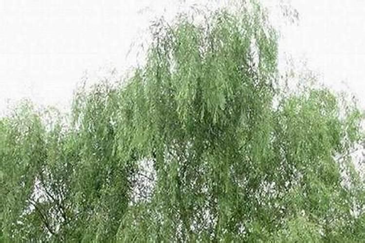 给杨柳树施肥是氯化钾好还是硫酸钾好？