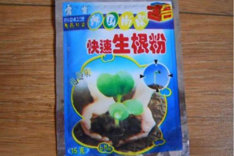 土豆苗能净化空气吗