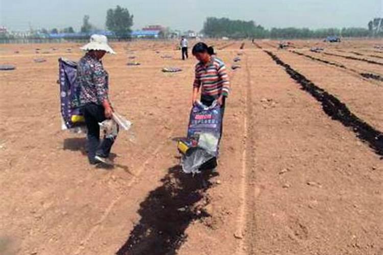 花生用什么叶面肥好 附种植方法