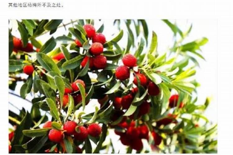 怎样补硼？为什么土施硼肥是不宜？