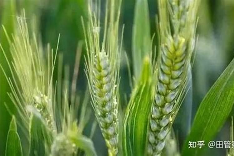 水稻什么时候喷硼肥 有什么好处