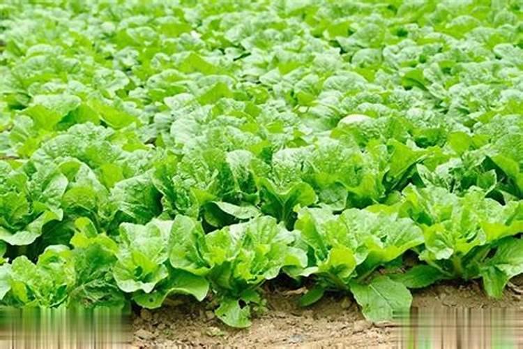 蔬菜幼苗施什么肥料好？该如何进行施肥？