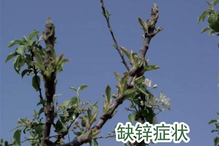 在果树生产要施用哪些微量元素