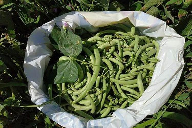请问老师四季豆施什么肥料比较好谢谢