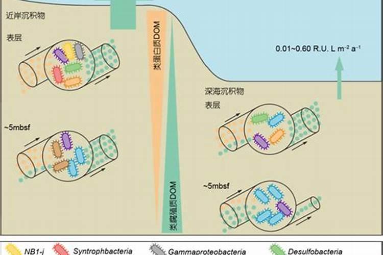 腐殖酸对植物作用及副作用腐植酸与腐殖酸的区别