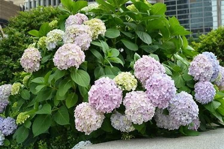 绣球花冬天怎么养护