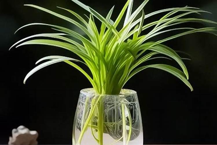 水培吊兰可以加些什么来补充营养