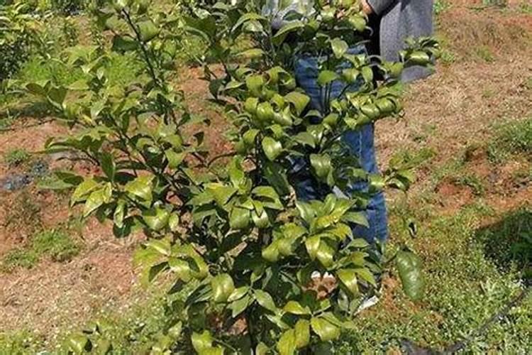 黄腐酸钾过量使用危害 如何正确使用
