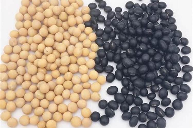 叶片发黄是缺什么肥料