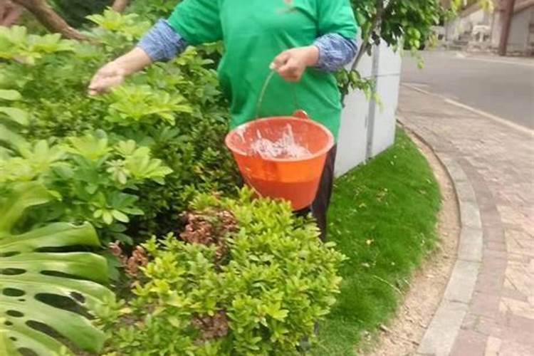 园林植物施肥应注意的事项有哪些