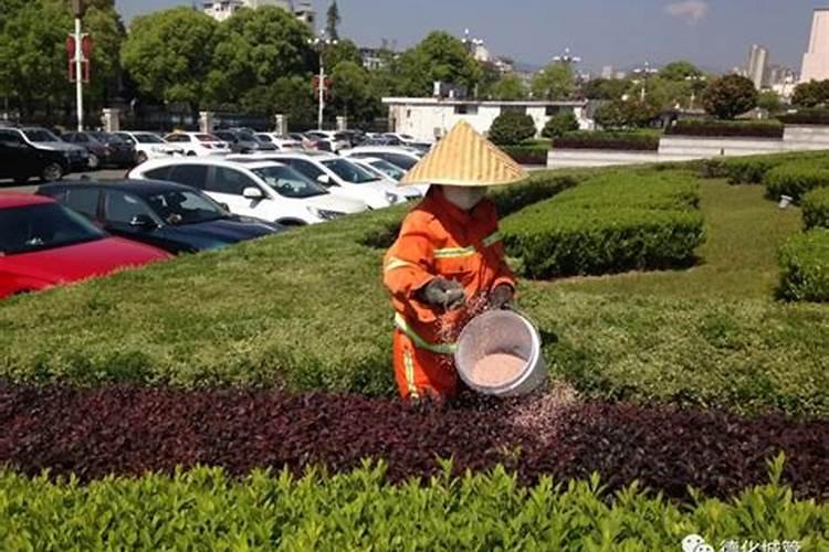 园林绿化用什么肥料