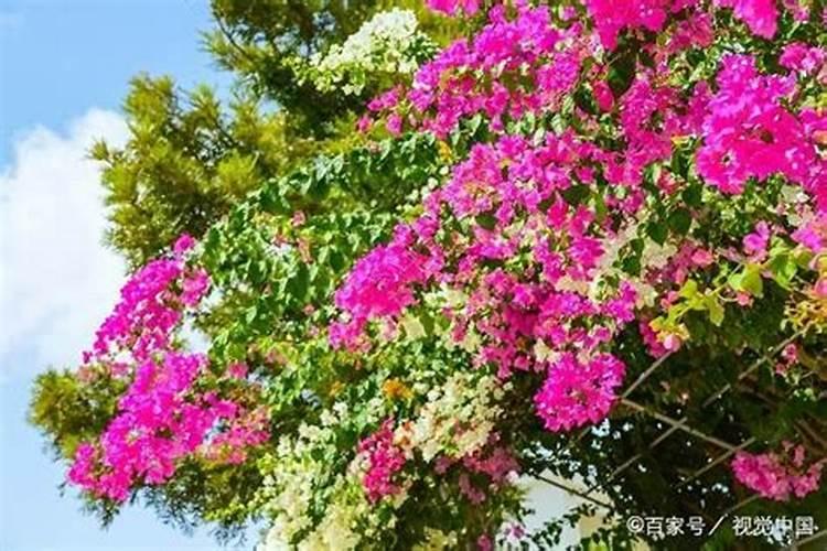 草莓磷肥什么时候用？磷肥施用过量该怎么补救？