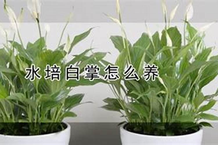 油菜用什么肥料最好