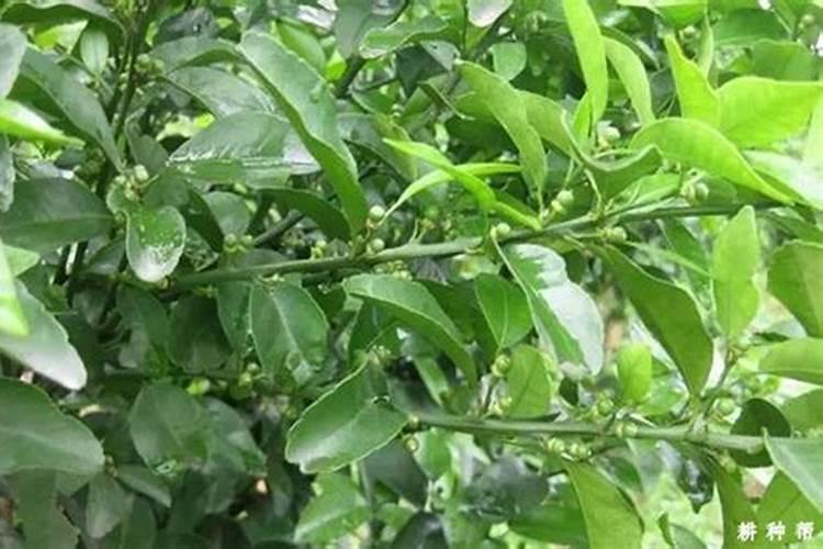 脐橙保花保果的特效药