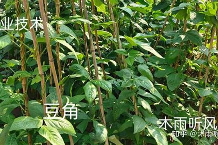 矿源黄腐酸钾哪个牌子好