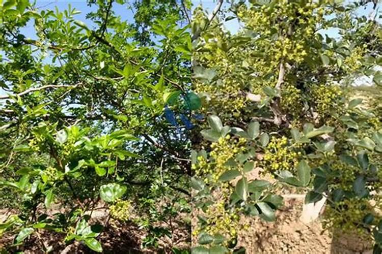 花椒青果期预防落果喷施什么农药？