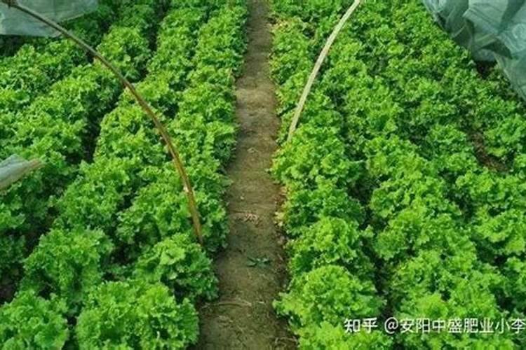 水田淹水期不宜施用哪种氮肥？