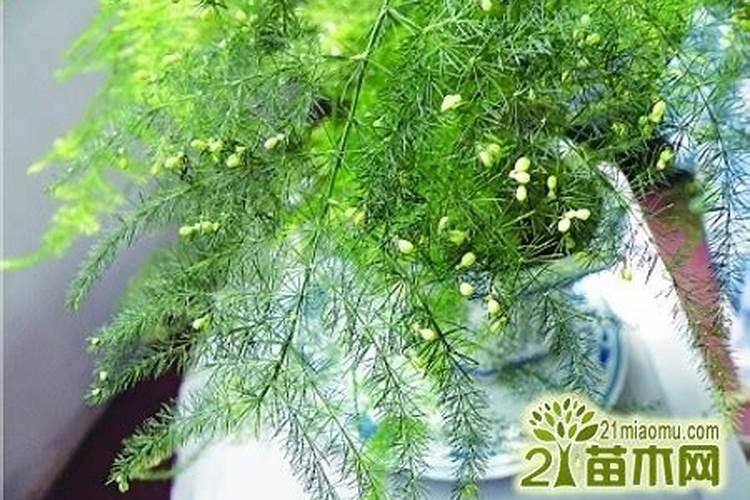 文竹叶子黄了该怎么办(文竹叶子发黄补救妙招)