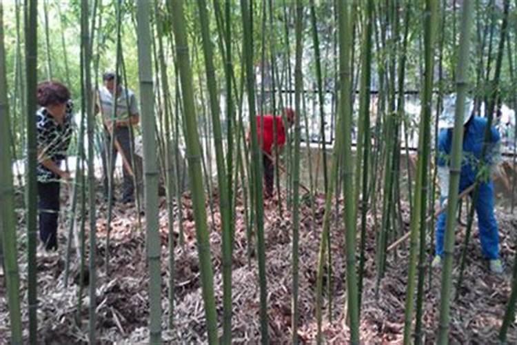 竹子施肥用什么肥料 在家种竹子施肥方法