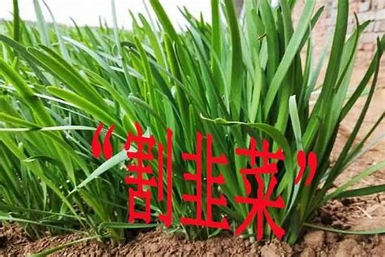 水溶肥不溶的原因