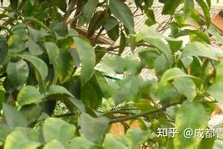 果树用什么叶面肥最好 急求