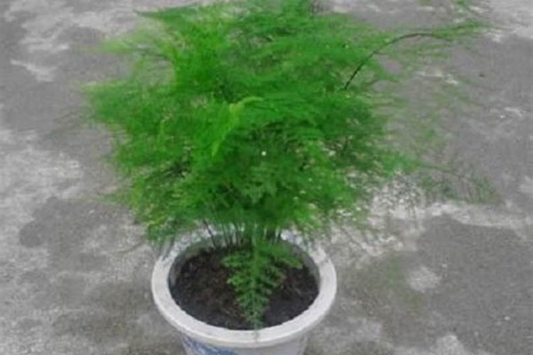 100斤麦种用多少芸苔素拌种 芸苔素如何使用