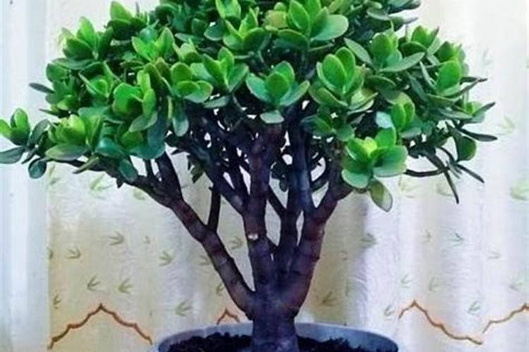 植物枝干挺拔施肥(想要枝干粗壮用什么肥料)