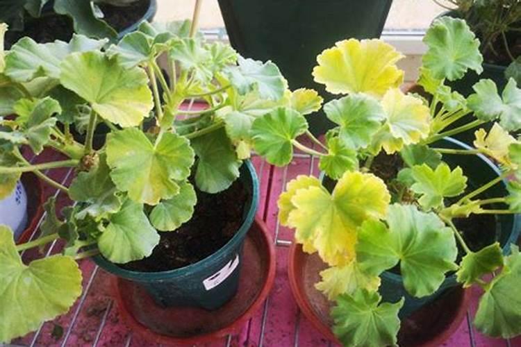 腐植酸肥料使用大忌