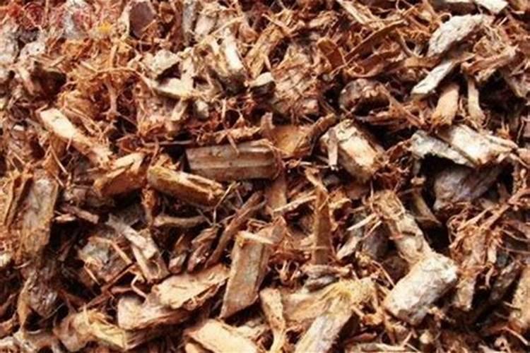 用什么植料养护蟹爪兰和君子兰长势旺