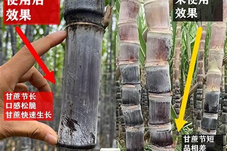 对红薯来说最好的肥料是哪种