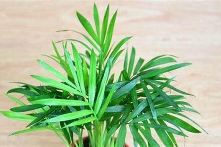 青梅树苗东北能种植吗