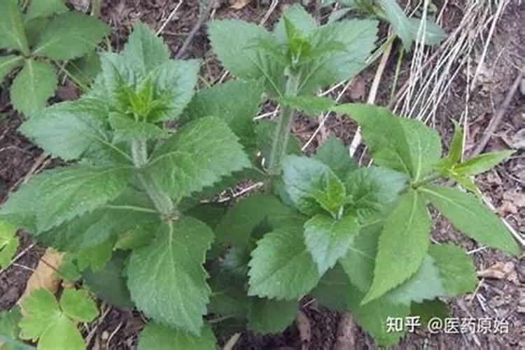 碱性土壤怎么调理？
