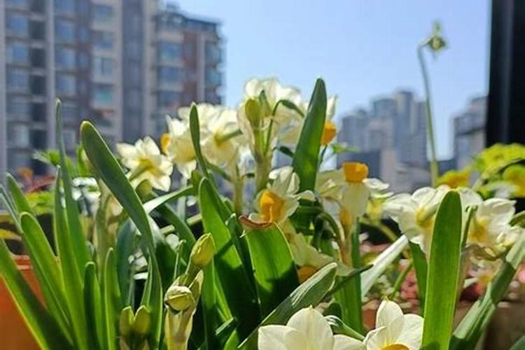 什么情况下需要喷叶面肥 绿植叶面肥施用指南