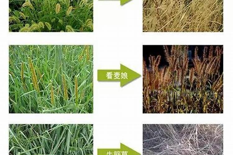 硫酸钾和氯化钾有哪些区别？ 苄嘧·草甘膦的使用方法及注意事项总结百 ...