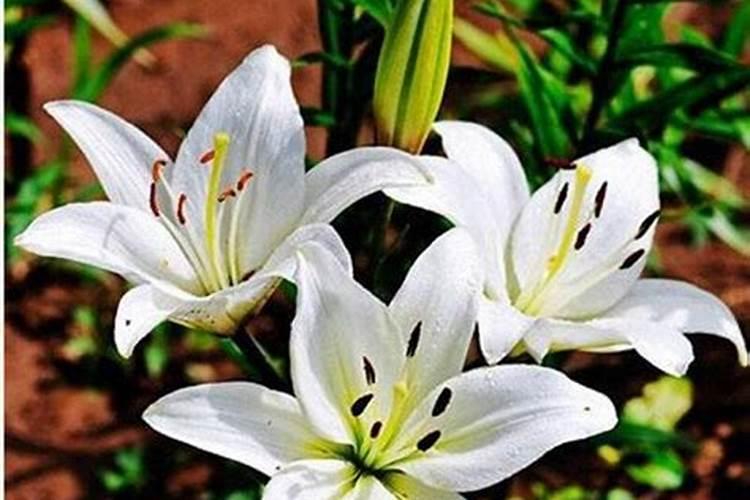 冬天月季花可以施肥吗(盆栽月季花冬季该施什么肥)