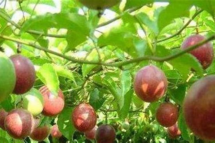 百香果膨大期需要用哪种肥料？百香果膨大期追施什么肥料好？